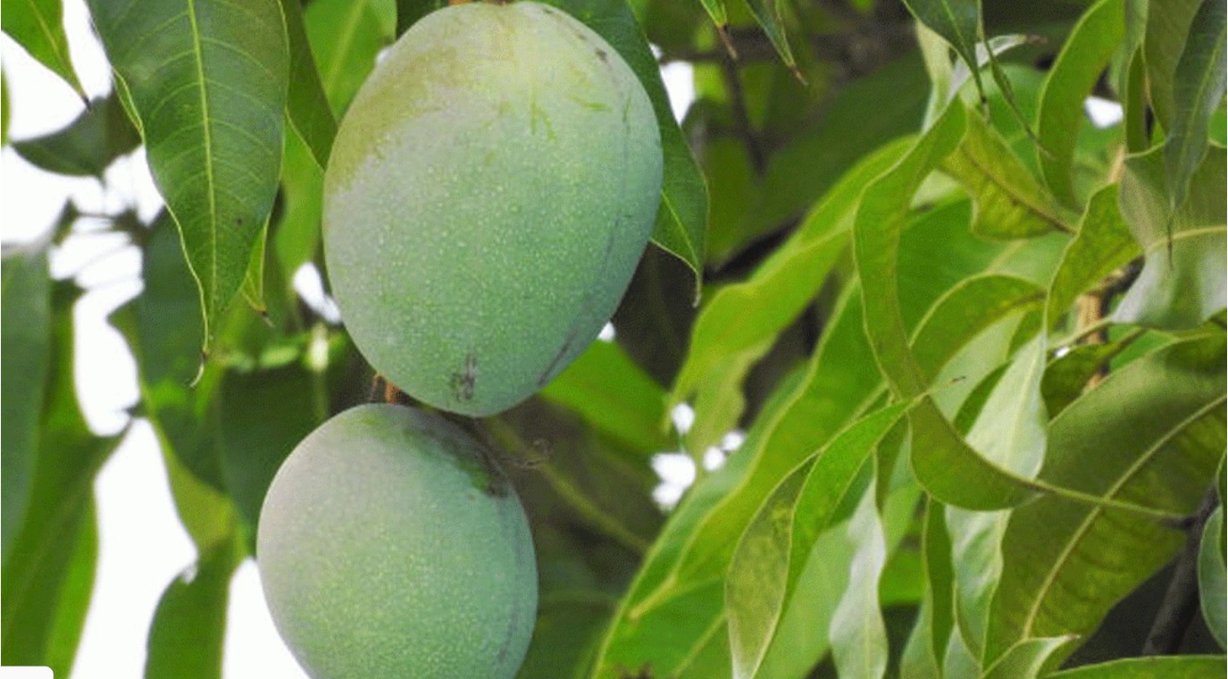 মানব শরীরের জন্য আম পাতার যত উপকারিতা