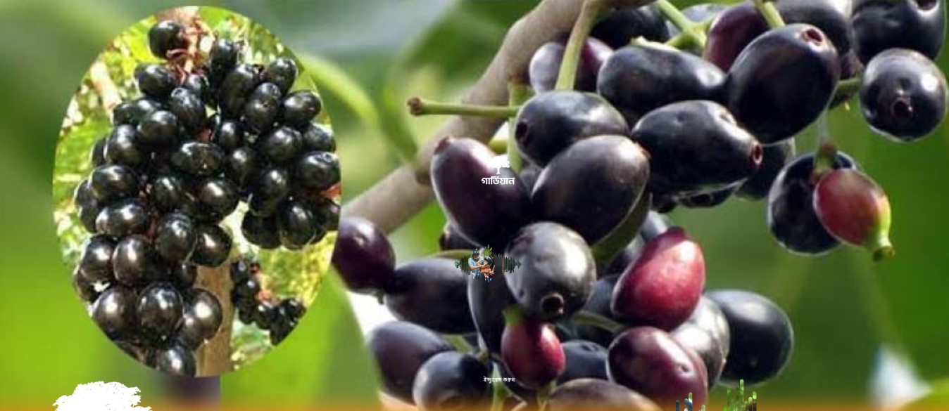 জামের ৪ উপকারী গুণ